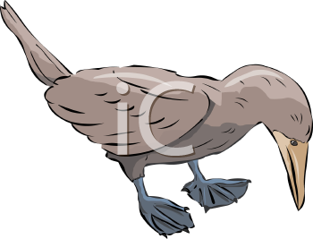 Bird Clipart