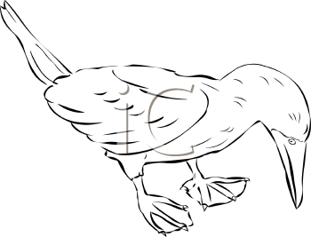 Bird Clipart