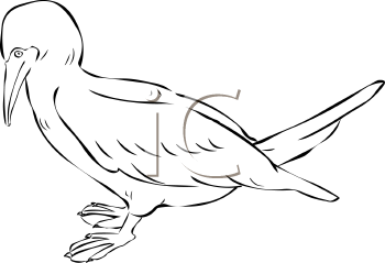 Bird Clipart
