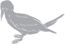 Bird Clipart