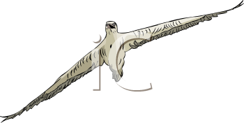 Bird Clipart