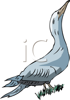 Bird Clipart