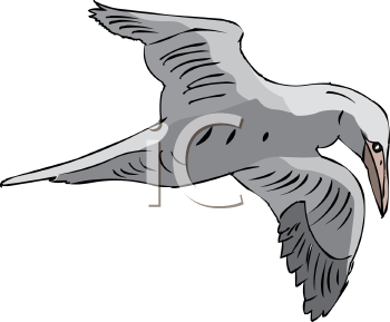 Bird Clipart