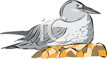 Bird Clipart