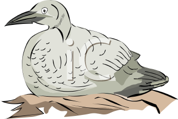 Bird Clipart