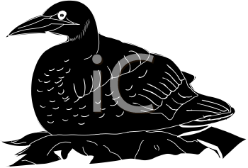 Bird Clipart