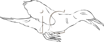 Bird Clipart
