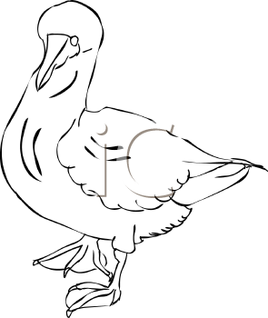 Bird Clipart