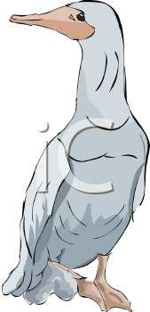 Bird Clipart