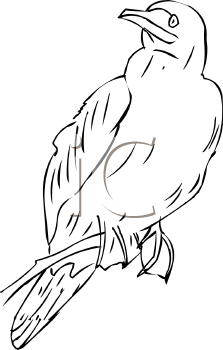 Bird Clipart