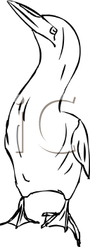 Bird Clipart