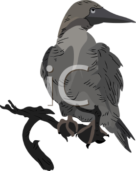 Bird Clipart