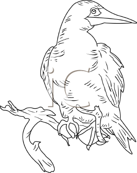 Bird Clipart