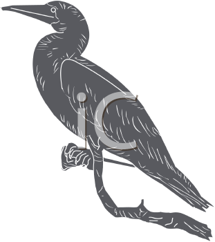 Bird Clipart