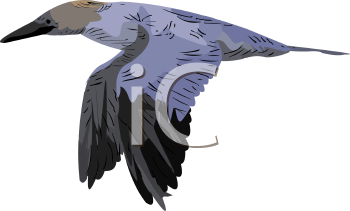 Bird Clipart