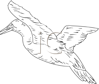 Bird Clipart