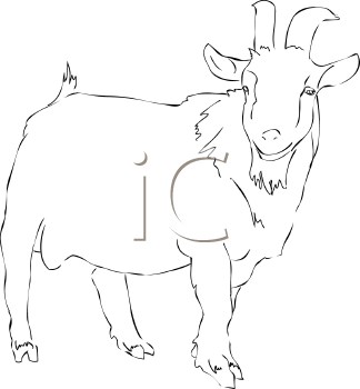 Farm Animal Clipart
