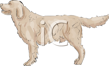 Pet Clipart
