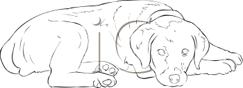 Pet Clipart