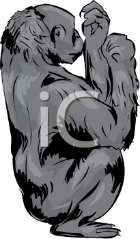 Primate Clipart