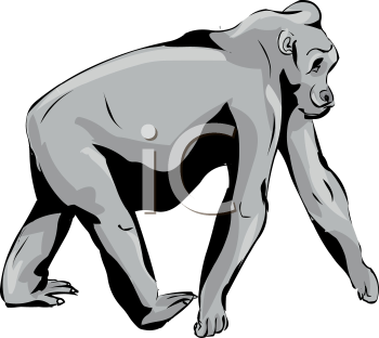 Primate Clipart
