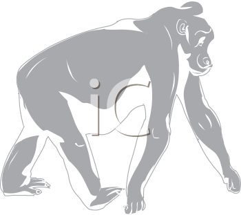 Primate Clipart