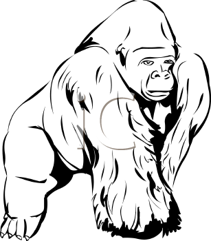 Primate Clipart