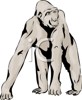 Primate Clipart