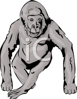 Primate Clipart