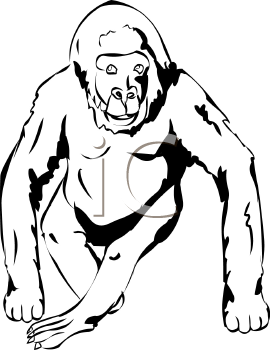 Primate Clipart