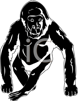 Primate Clipart