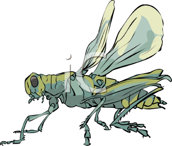 Insect Clipart