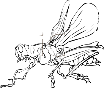 Insect Clipart