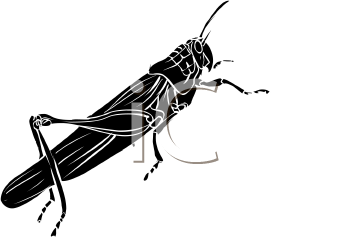 Insect Clipart