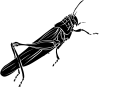 Insect Clipart