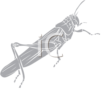 Insect Clipart