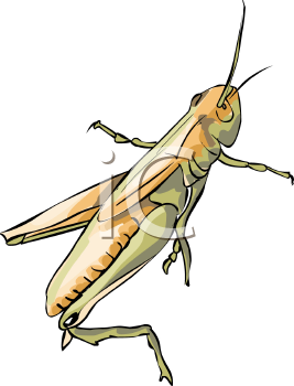 Insect Clipart