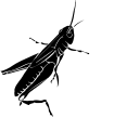 Insect Clipart