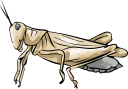Insect Clipart