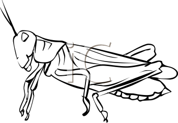Insect Clipart