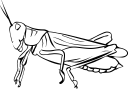 Insect Clipart