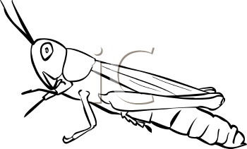 Insect Clipart