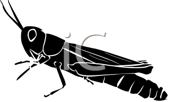Insect Clipart