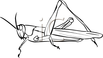 Insect Clipart