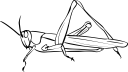 Insect Clipart