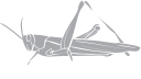 Insect Clipart