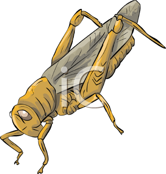 Insect Clipart