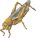 Insect Clipart