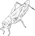 Insect Clipart