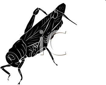 Insect Clipart